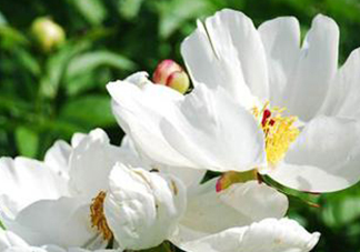 白芍可以美白嗎？白芍怎么美白？