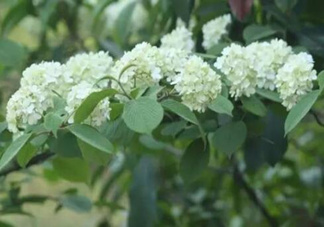 為什么學(xué)校要種石楠花？石楠花的味道為什么這么銷魂？