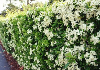 石楠花可以吃嗎？石楠花花語