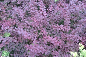 石楠花可以吃嗎？石楠花花語