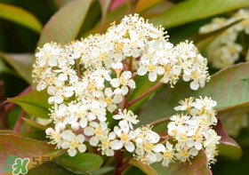 石楠花可以吃嗎？石楠花花語