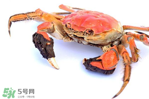 五月份可以吃螃蟹嗎？5月份可以吃螃蟹嗎？