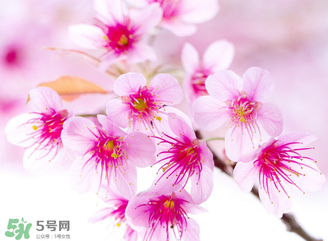 五月份還有櫻花嗎？日本5月份還有櫻花嗎？