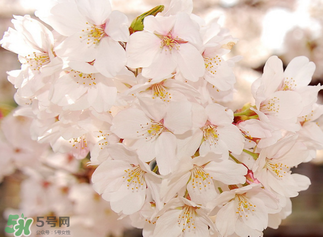 五月份還有櫻花嗎？日本5月份還有櫻花嗎？