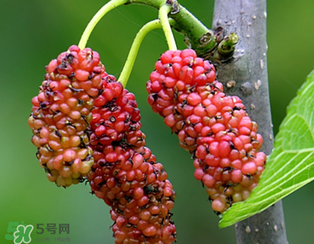 桑葚什么時(shí)候結(jié)果？桑葚幾年結(jié)果？