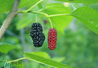桑葚什么時(shí)候結(jié)果？桑葚幾年結(jié)果？