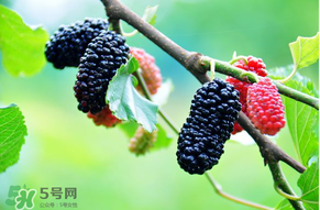 哪些人不能吃桑葚？桑葚什么人不能吃？