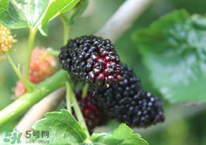 哪些人不能吃桑葚？桑葚什么人不能吃？