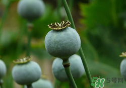 罌粟苗能當(dāng)菜吃嗎？罌粟苗可以當(dāng)菜吃嗎？