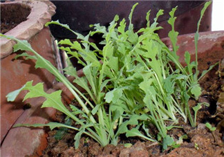 罌粟苗能當(dāng)菜吃嗎？罌粟苗可以當(dāng)菜吃嗎？