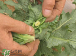 大煙苗能吃嗎？大煙苗能生吃嗎？