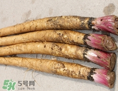 東洋參的營養(yǎng)價(jià)值_東洋參的功效與作用及食用方法