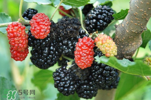 桑葚酸嗎？桑葚為什么酸？