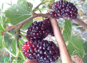 桑葚發(fā)霉了還能吃嗎？桑葚發(fā)霉了還能泡酒嗎？