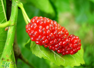桑葚變紅了可以吃嗎？桑葚發(fā)紅可以吃嗎？