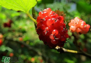 桑葚變紅了可以吃嗎？桑葚發(fā)紅可以吃嗎？