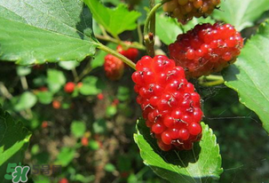 桑葚變紅了可以吃嗎？桑葚發(fā)紅可以吃嗎？