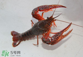 四月份能釣龍蝦嗎？4月份能釣龍蝦嗎？