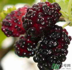 桑葚不甜怎么辦？桑葚不甜怎么變甜？