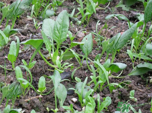 4月份可以種菠菜嗎？菠菜幾月份種？