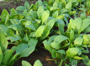 4月份可以種菠菜嗎？菠菜幾月份種？