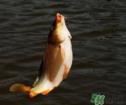 四月份可以釣鯉魚嗎？四月份怎么釣鯉魚？