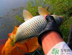 四月份可以釣鯉魚嗎？四月份怎么釣鯉魚？