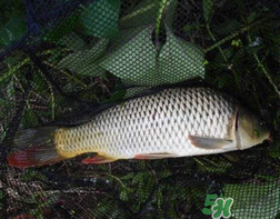 四月份可以釣鯉魚嗎？四月份怎么釣鯉魚？