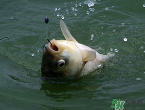 四月份能釣魚嗎？四月份釣什么魚？