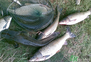 四月份能釣魚嗎？四月份釣什么魚？