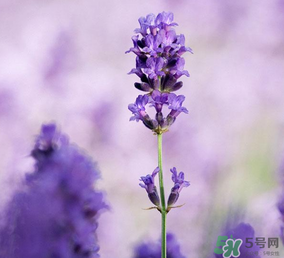 4月份有薰衣草嗎？四月份薰衣草開了嗎？