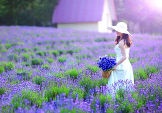 4月份有薰衣草嗎？四月份薰衣草開了嗎？
