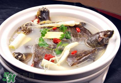懷孕初期能吃甲魚嗎？懷孕初期可以吃甲魚嗎？