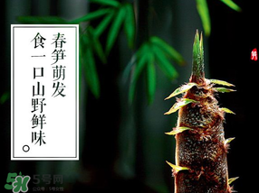 春筍多少錢一斤？春筍多少錢一斤2017？
