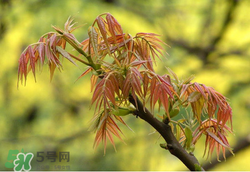 香椿多少錢一斤？香椿芽多少錢一斤2017？