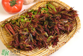 香椿為什么會苦？香椿苦味怎么回事？