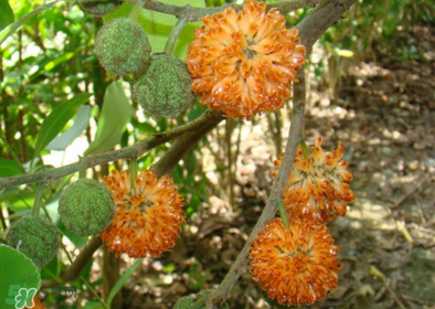 構(gòu)樹(shù)花孕婦能吃嗎？構(gòu)樹(shù)花孕婦可以吃嗎？