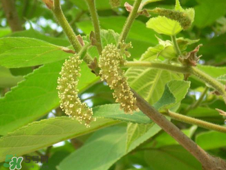 構(gòu)樹(shù)花孕婦能吃嗎？構(gòu)樹(shù)花孕婦可以吃嗎？