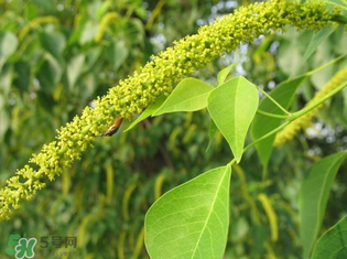 構(gòu)樹穗孕婦能吃嗎？孕婦能吃構(gòu)樹穗嗎？