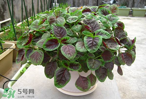 孕婦能吃莧菜嗎？孕婦可以吃莧菜嗎？