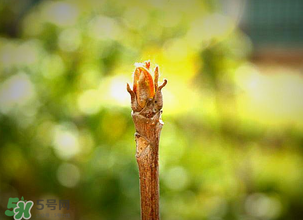 香椿什么時(shí)候發(fā)芽？香椿什么時(shí)候采摘？
