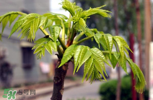 香椿什么時(shí)候發(fā)芽？香椿什么時(shí)候采摘？