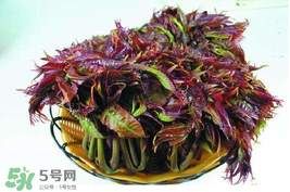 香椿什么時(shí)候上市？香椿幾月份上市？