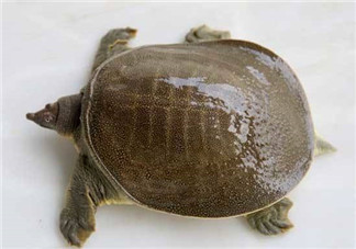 懷孕初期能吃甲魚嗎？懷孕初期可以吃甲魚嗎？
