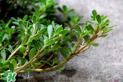 馬齒莧能治白發(fā)嗎？馬齒莧可以治白發(fā)嗎？