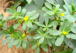 馬齒莧能治白發(fā)嗎？馬齒莧可以治白發(fā)嗎？