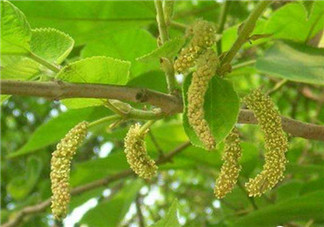 構(gòu)樹(shù)穗孕婦能吃嗎？孕婦能吃構(gòu)樹(shù)穗嗎？