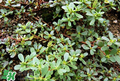 馬齒莧能治白發(fā)嗎？馬齒莧可以治白發(fā)嗎？