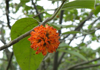 構(gòu)樹(shù)花孕婦能吃嗎？構(gòu)樹(shù)花孕婦可以吃嗎？