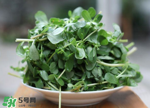 馬齒莧能治白發(fā)嗎？馬齒莧可以治白發(fā)嗎？